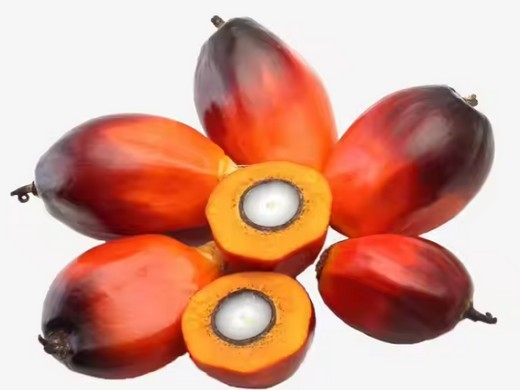 automatic screw palm oil press machine with lower in Malaysia